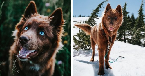 This Rare, Chocolate Brown Siberian Husky Is One of the Most Beautiful Dogs on Instagram