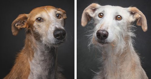 Soulful Dog Portraits Shed Light On the Heartbreaking Number of Abandoned Greyhounds in Spain [Interview]