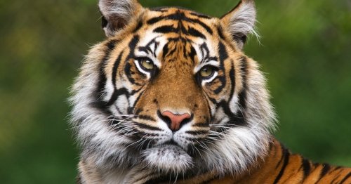 Conservation Group Finds Tiger Population Is 40% Larger Than Previously Thought