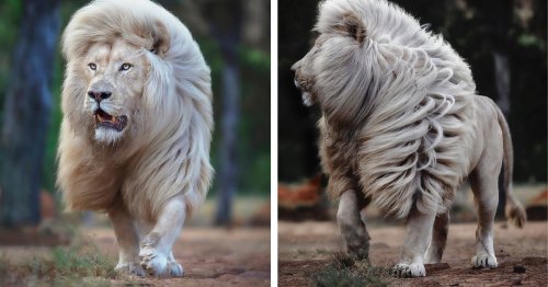 Wildlife Photographer Immortalizes Gorgeously Rare White Lions With the Most Luscious Manes [Interview]