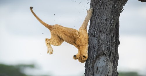 Winners of the 2022 Comedy Wildlife Photography Awards Show the Silly Side of Nature