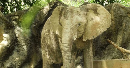 Elephant Is Rescued After 35 Years in Captivity and Moved to a Sanctuary