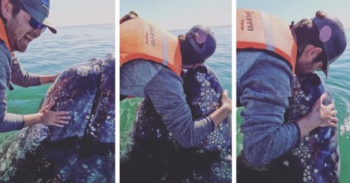 Whale Makes Sounds of Joy as It Gets Hugs and Kisses From Man Fulfilling Life-Long Dream of Meeting Them