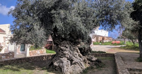 3,000-Year-Old Greek Olive Tree in Greece Still Grows Olives