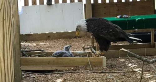 Bald Eagle Who Tried to Hatch a Rock Has Been Given a Real Eaglet to Raise