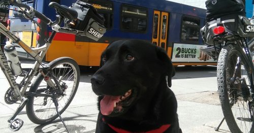 This Dog Takes the Bus by Herself Every Day to Walk Around at the Park