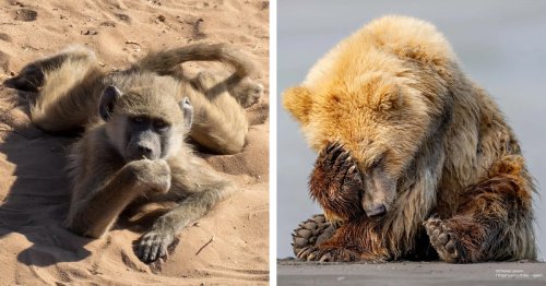 Laugh Along With the “Never Seen Before” Entries of Comedy Wildlife Awards 2024