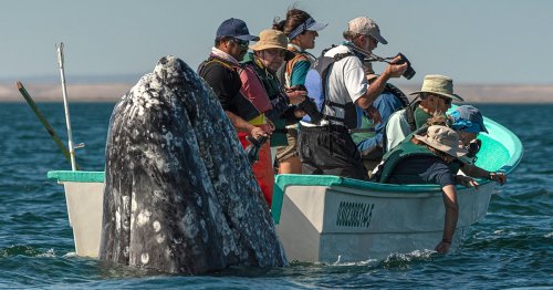 Photographer Captures Perfectly Timed Shot of Whale Sneaking Up on Unsuspecting Whale Watchers