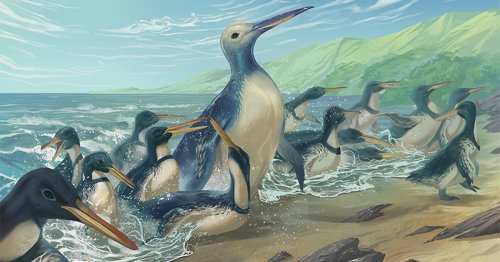 Paleontologists Discover Fossil of an Enormous 340-Pound Penguin in New Zealand
