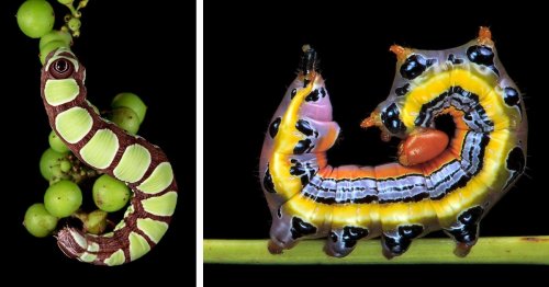 Photographer Captures the Diverse Beauty of New England Caterpillars