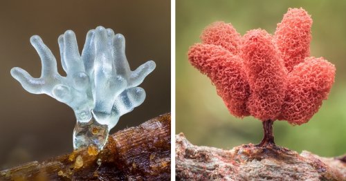 Macro Photos Reveal The Often Unseen Beauty And Diversity Of Slime 