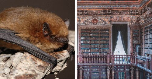 18th-Century Portuguese Library Has Bats That Protect the Priceless Books Housed Inside