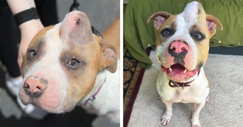 Family Adopts "Unicorn" Dog With Bump On Her Head, Saves Her From Being Euthanized