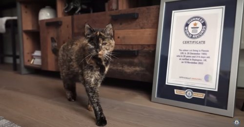 Flossie the Feline Is Officially Named the Oldest Living Cat by Guinness World Records