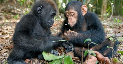 Orphaned Baby Gorilla and Chimpanzee Form an Adorable Friendship