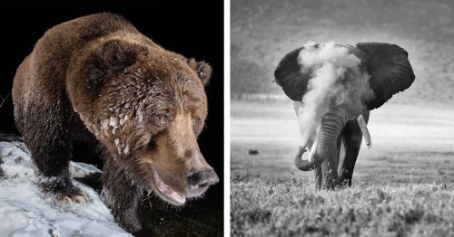 Amazing Winners of the 2022 Nature TTL Photographer of the Year Competition