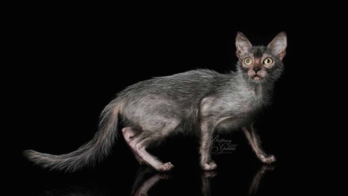 Meet the Lykoi: An Odd New Breed of "Werewolf" Cats