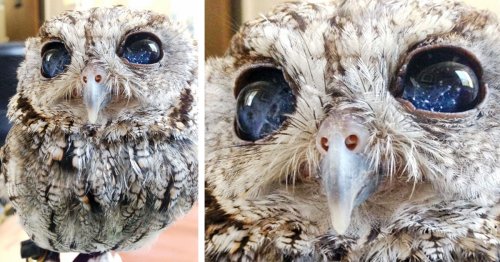 Adorable Blind Rescued Owl Has Eyes That Look Like Twinkling Stars