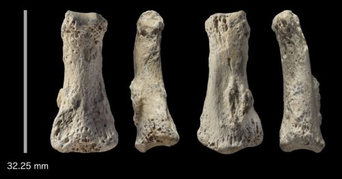 88,000-Year-Old Middle Finger Discovery Changes Early Human History