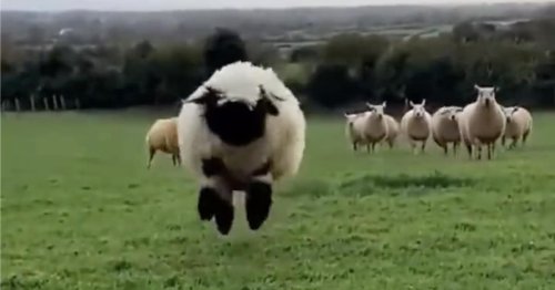 Adorable Sheep Hops Across a Field for a Tasty Cookie