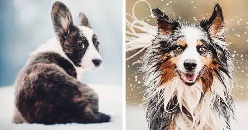 40+ Beautiful Portraits of All the Different Personalities Dogs Have