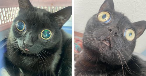 Funny-Looking Cat With Giant Saucer Eyes Becomes the Mayor of Hell, Michigan