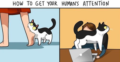 Charming Cat Comics Are Instantly Relatable to Any Feline Pawrent