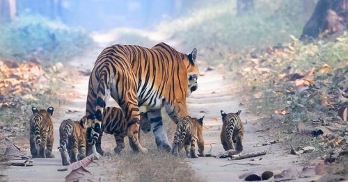 Heartwarming Photo of Tigress With Her Five Cubs Goes Viral Amongst Animal Conservationists
