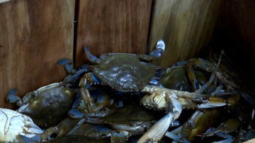 Blue Crab trap closure