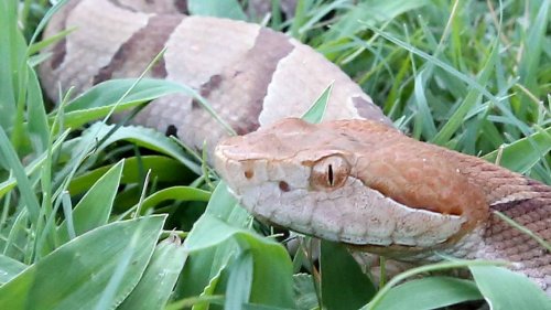 Can you keep copperheads out of your NC yard? An expert recommends these tips