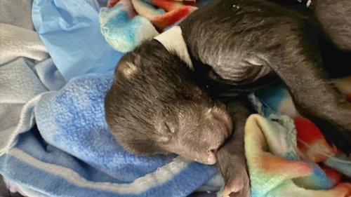 South Carolina black bear cubs rescued by firefighters from wildfire die, rescue group says