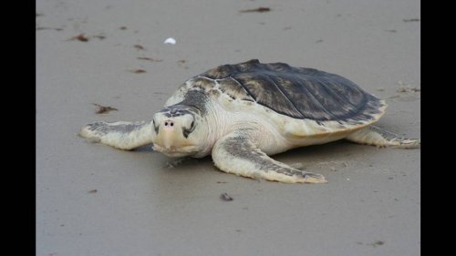 One of world’s most endangered creatures nested on SC beach this year, DNA test shows