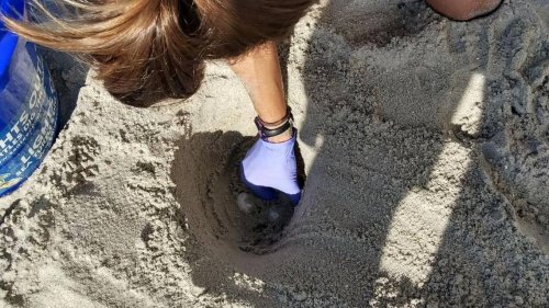 Sea turtle nest relocated at Myrtle Beach State Park