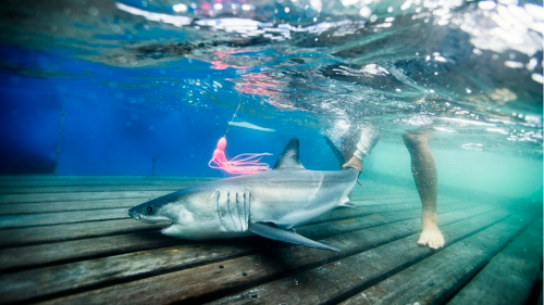 Baby Great White shark was spotted off the South Carolina coast. Here’s where