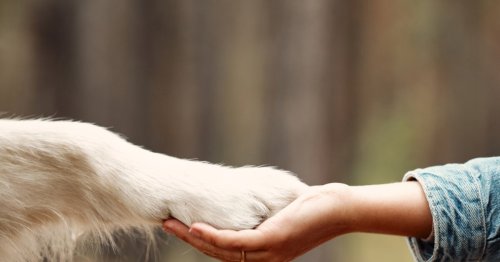 Zeichen der Zuneigung: Diese 5 Dinge macht dein Hund nur, wenn er dich wirklich liebt