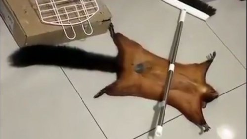 Flughörnchen täuscht seinen Tod vor