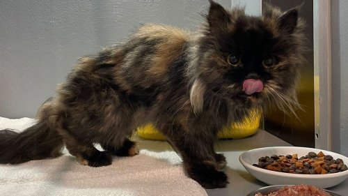 Katze ernährt sich zwei Monate von totem Besitzer