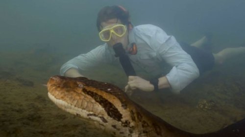 Forscher entdecken wohl größte Schlange der Welt 