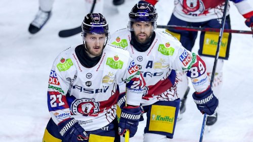Eisbären schrubben den Haien mächtig die Schuppen