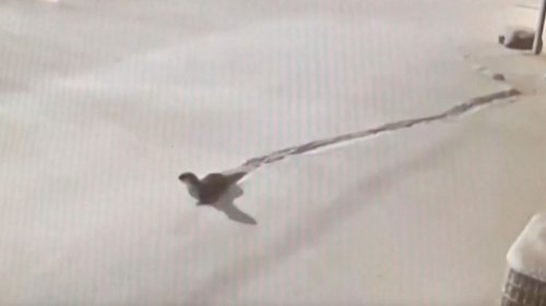 Flotter Otter flieht mit Kumpel aus Zoo