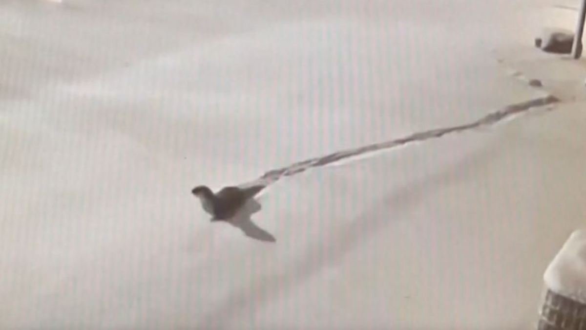 Flotter Otter flieht mit Kumpel aus Zoo