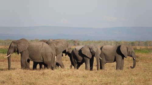 Reisanbau bedroht Tansanias Wildtiere