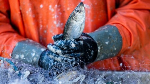 EU-Bürger verzehren illegal gefangenen Fisch