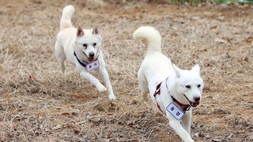 Hunde-Geschenk von Kim Jong Un endet im Zoo
