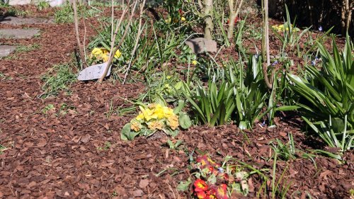 Der Mulch macht's: Was das ist und was er bringt