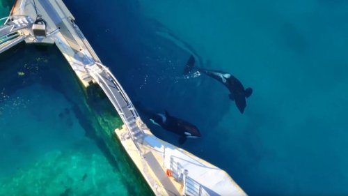 Orcas schwimmen durch seit Monaten verlassenen Aquapark
