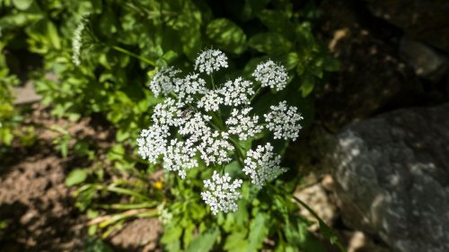 Kein Unkraut: Wildkräuter aus dem Garten nutzen