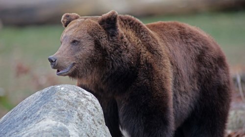 Bär attackiert Jäger und Sohn in der Slowakei