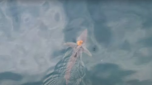 Oktopus reitet auf Kopf von Makohai durchs Meer