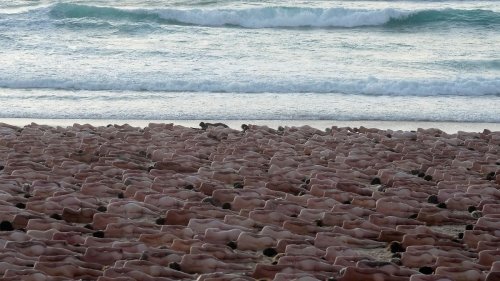2500 Nackte liegen am Bondi Beach